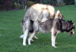 动物交配高清视频,高清视频揭示神秘交配瞬间